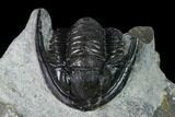 Bargain, Cornuproetus Trilobite Fossil - Issoumour, Morocco #165883-6